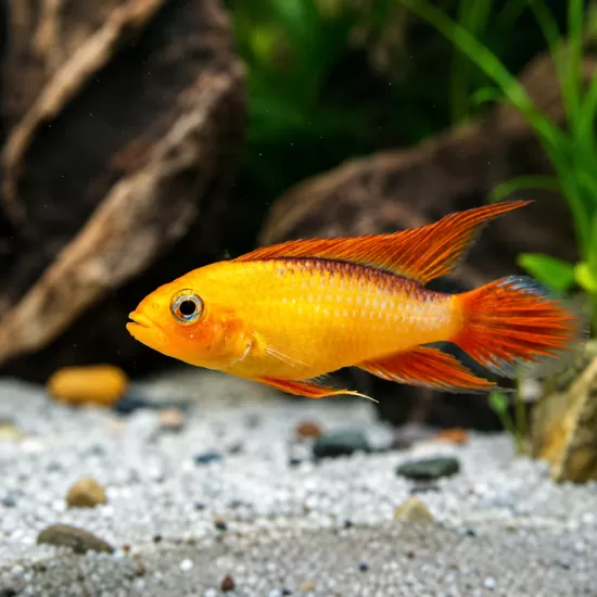 Апистограма Агасизи - FIRE RED (Apistogramma agassizii) - 1
