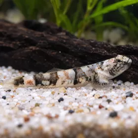 Тайгър гоби (Schismatogobius risdawatiae)
