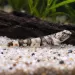 Тайгър гоби (Schismatogobius risdawatiae)