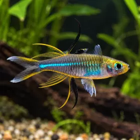 Телматерина (Marosatherina ladigesi)