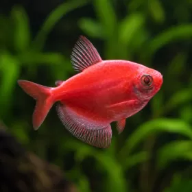 Тернеция Glo (Gymnocorymbus ternetzi)