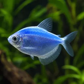 Тернеция Glo (Gymnocorymbus ternetzi)