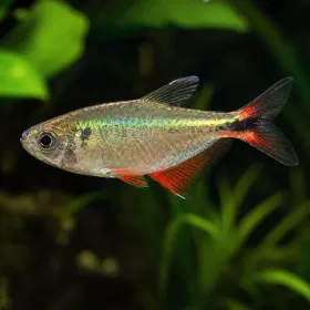 Тетра Буенос Айрес (Hyphessobrycon anisitsi)