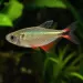 Тетра Буенос Айрес (Hyphessobrycon anisitsi)