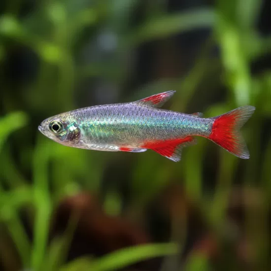 Тетра Bloodfin (Aphyocharax anisitsi) - 1