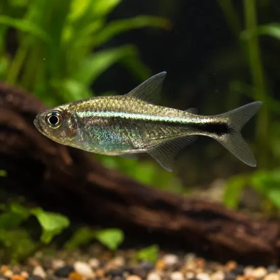 Тетра Gold (Hemigrammus rodwayi) - 1