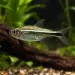 Тетра Gold (Hemigrammus rodwayi)