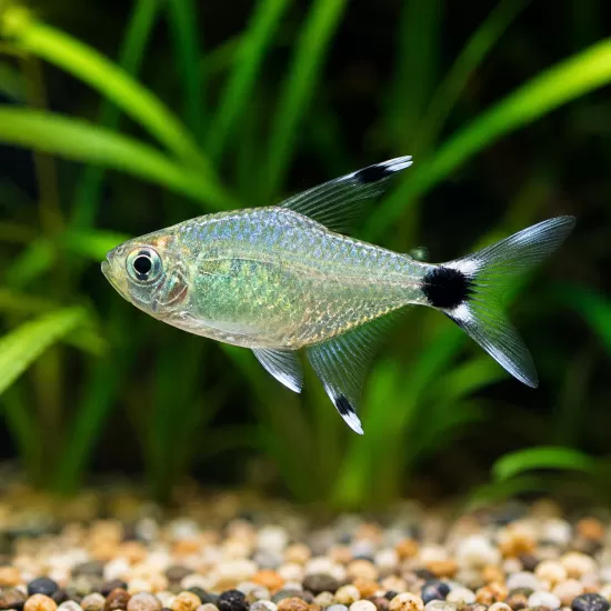 Тетра Елахи (Hyphessobrycon elachys) - 1