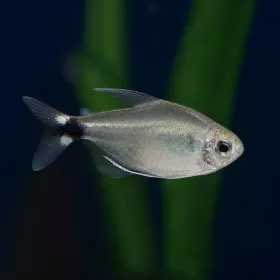 Кити тетра (Hyphessobrycon heliacus)