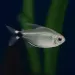 Кити тетра (Hyphessobrycon heliacus)