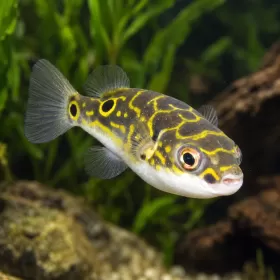 Тетраодон биоцелатум (Dichotomyctere ocellatus)