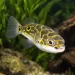 Тетраодон биоцелатум (Dichotomyctere ocellatus)