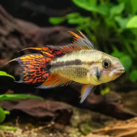 Апистограма Какаду (Apistogramma cacatuoides)