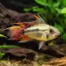 Апистограма Какаду (Apistogramma cacatuoides)