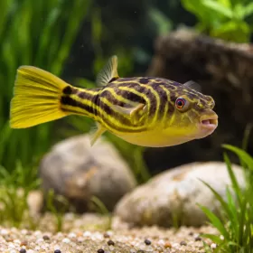 Тетраодон фахака (Tetraodon lineatus)