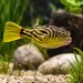 Тетраодон фахака (Tetraodon lineatus)