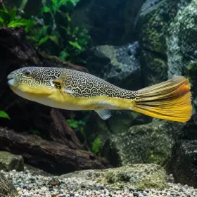 Тетраодон мбу (Tetraodon mbu)