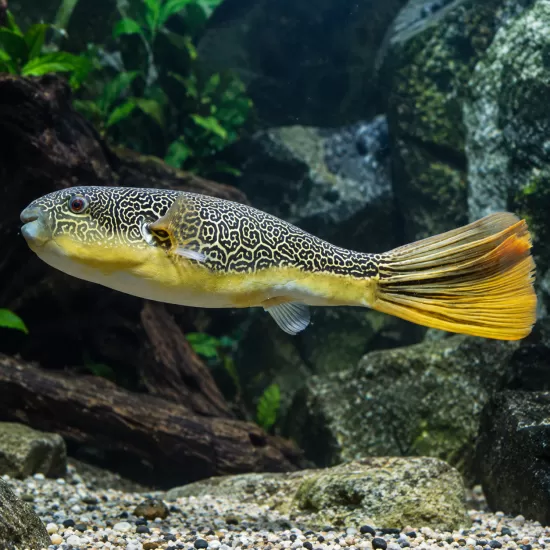 Тетраодон мбу (Tetraodon mbu) - 1