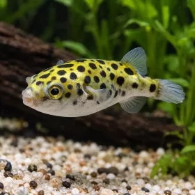Тетраодон грийн спотед (Dichotomyctere nigroviridis)