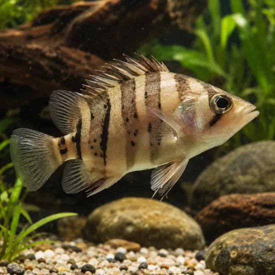 Тигрова риба (Datnioides microlepis) - 2