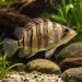 Тигрова риба (Datnioides microlepis) - 2