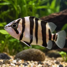 Тигрова риба (Datnioides microlepis)