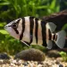Тигрова риба (Datnioides microlepis)