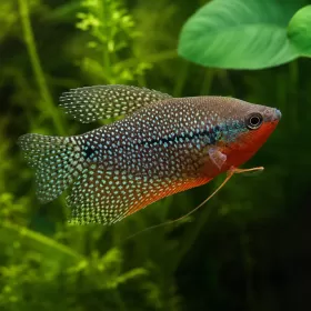 Трихогастер Леери / Перлен трихогастер (Trichopodus leerii)