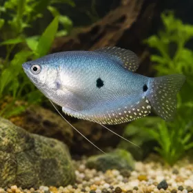 Трихогастер син (Trichopodus trichopterus)