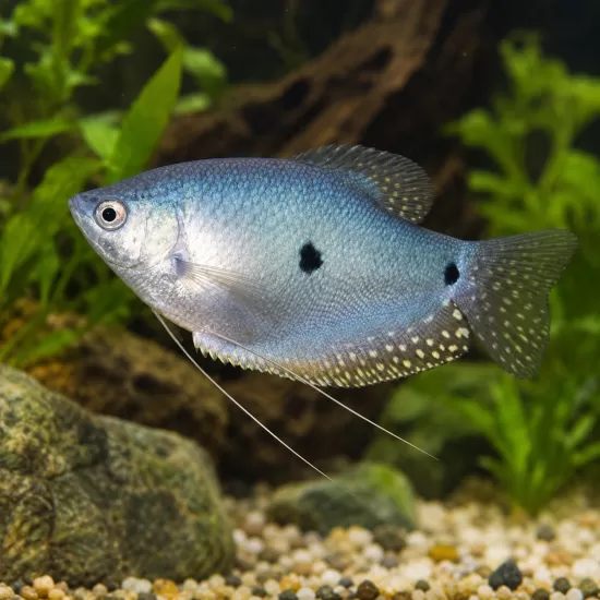 Трихогастер син (Trichopodus trichopterus) - 1