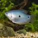 Трихогастер син (Trichopodus trichopterus)
