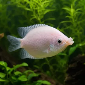 Целуващо гурами (Helostoma temminckii)