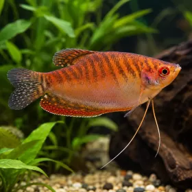 Трихогастер червен (Trichopodus trichopterus)