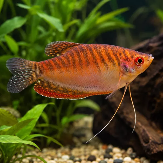 Трихогастер червен (Trichopodus trichopterus) - 1