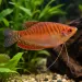 Трихогастер червен (Trichopodus trichopterus)