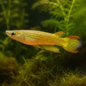 Аплохелус (Aplocheilus lineatus)