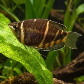 Трихогастер шоколадов (Sphaerichthys osphromenoides)