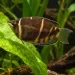Трихогастер шоколадов (Sphaerichthys osphromenoides)