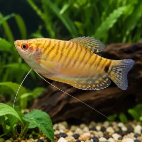 Трихогастер жълт (Trichopodus trichopterus)