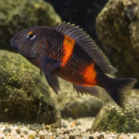 Трофеус бемба (Tropheus sp. Bemba)
