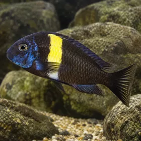 Трофеус дубоиси (Tropheus duboisi)
