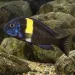 Трофеус дубоиси (Tropheus duboisi)