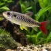 Тукан фиш (Chalceus erythrurus)