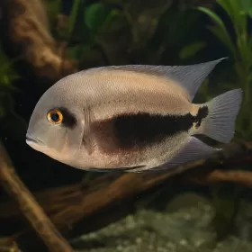 Уару (Uaru amphiacanthoides)
