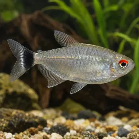 Филомена (Moenkhausia sanctaefilomenae)