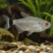 Филомена (Moenkhausia sanctaefilomenae)
