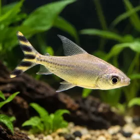 Флагтейл жълт (Semaprochilodus insignis)