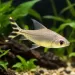 Флагтейл жълт (Semaprochilodus insignis)