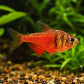 Фламеус / Огнена тетра (Hyphessobrycon flammeus)