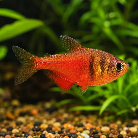 Фламеус / Огнена тетра (Hyphessobrycon flammeus) - 1